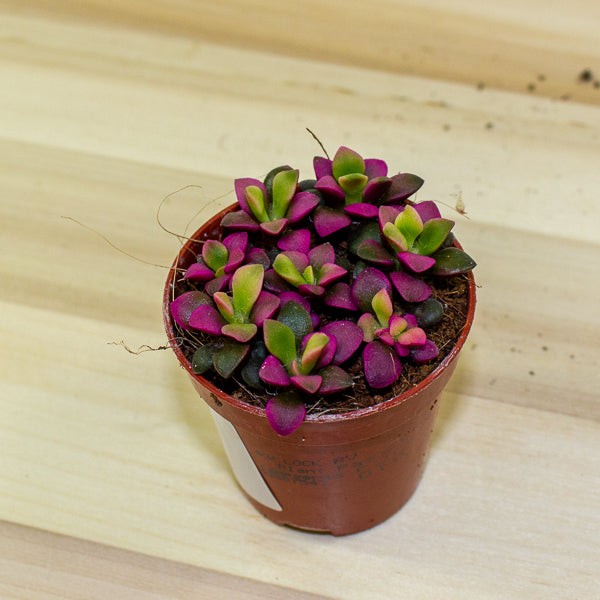 Sedum anacampseros 5.5cm H10cm