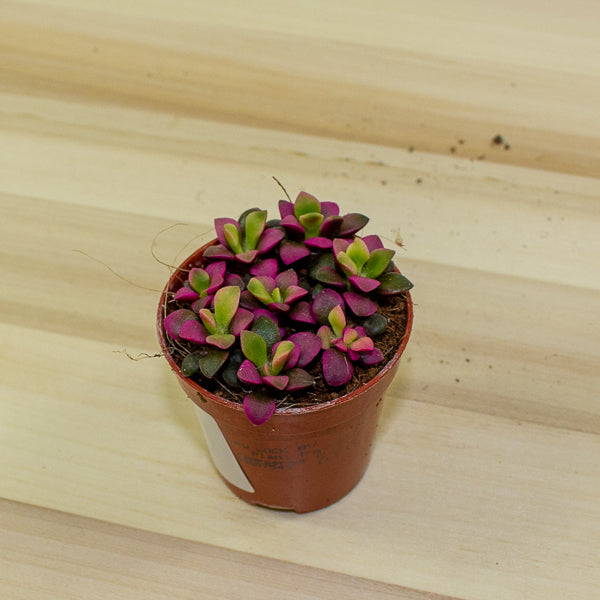 Sedum anacampseros 5.5cm H10cm