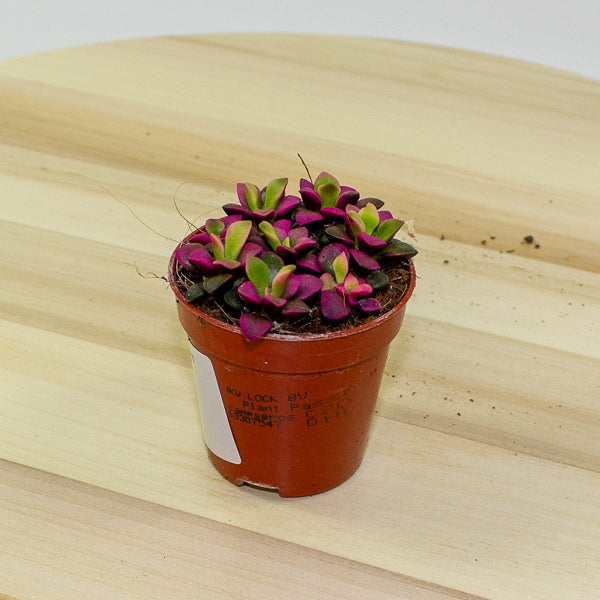 Sedum anacampseros 5.5cm H10cm