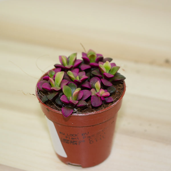 Sedum anacampseros 5.5cm H10cm