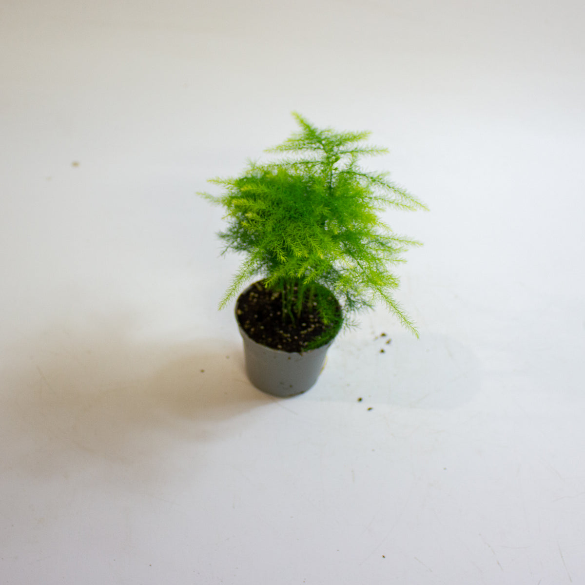 Asparagus setaceus 6cm H15cm