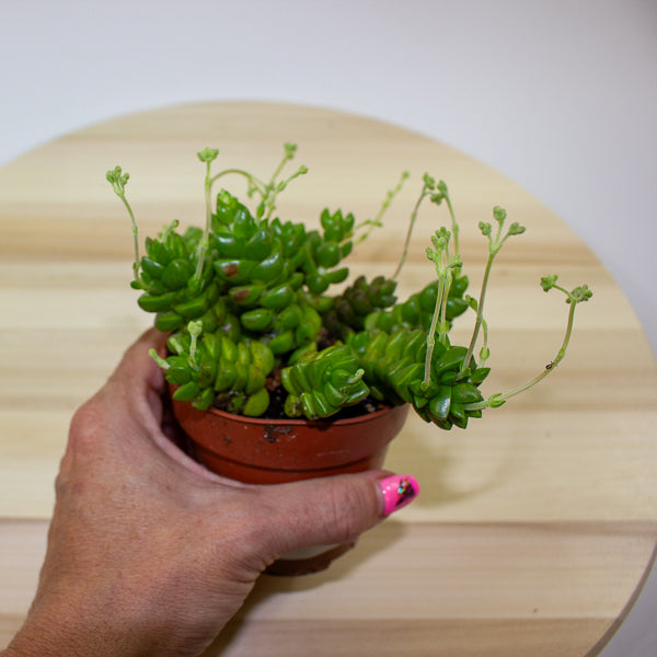 Crassula Columella 8.5cm H10cm