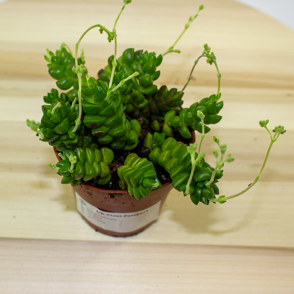 Crassula Columella 8.5cm H10cm