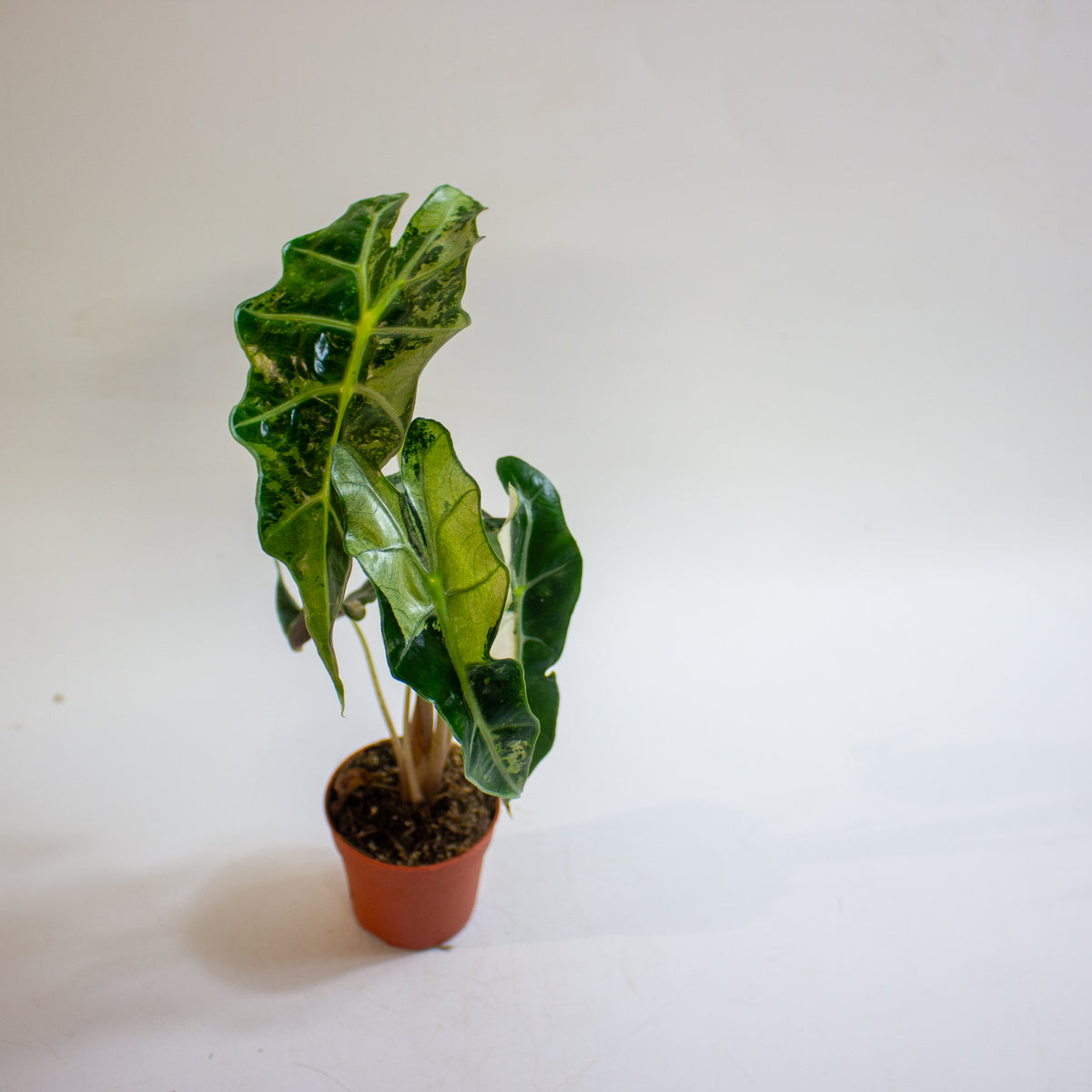 Alocasia 'Polly Variegata' 7cm H10cm
