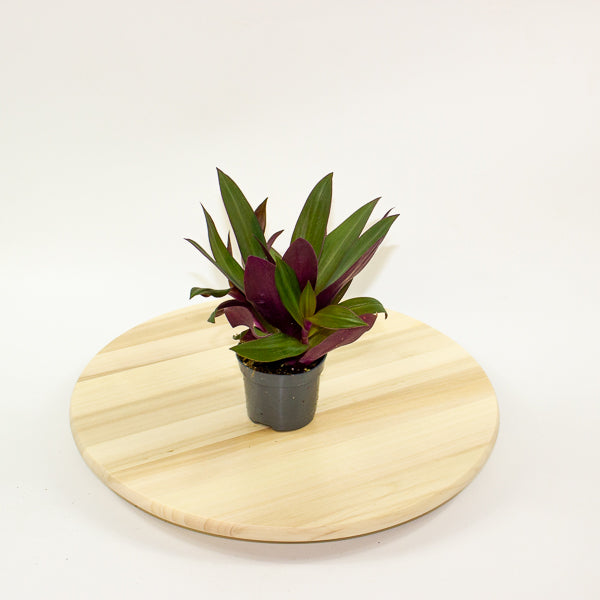 Tradescantia Purple Passion 8.5cm H20cm