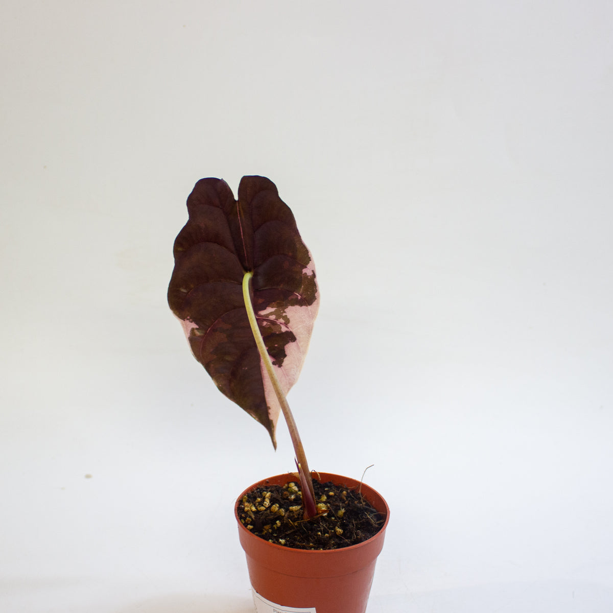 Alocasia chantrieri 'Pink Variegata' 9cm H15cm
