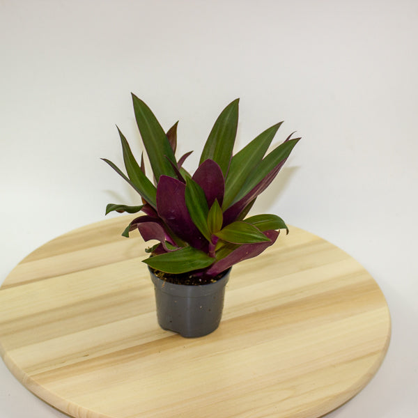 Tradescantia Purple Passion 8.5cm H20cm