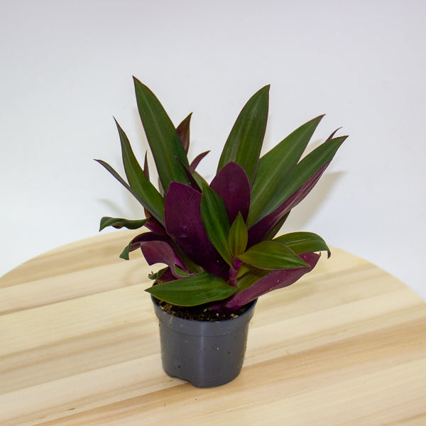 Tradescantia Purple Passion 8.5cm H20cm