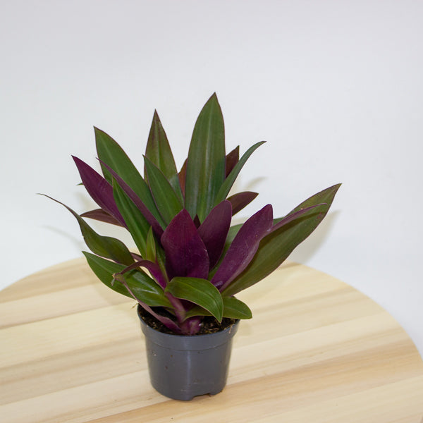 Tradescantia Purple Passion 8.5cm H20cm
