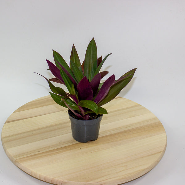 Tradescantia Purple Passion 8.5cm H20cm