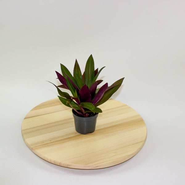 Tradescantia Purple Passion 8.5cm H20cm