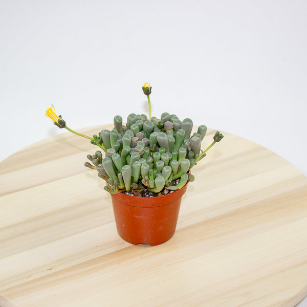 Fenestraria Rhopalophylla 'Baby Toes' 8.5cm H10cm