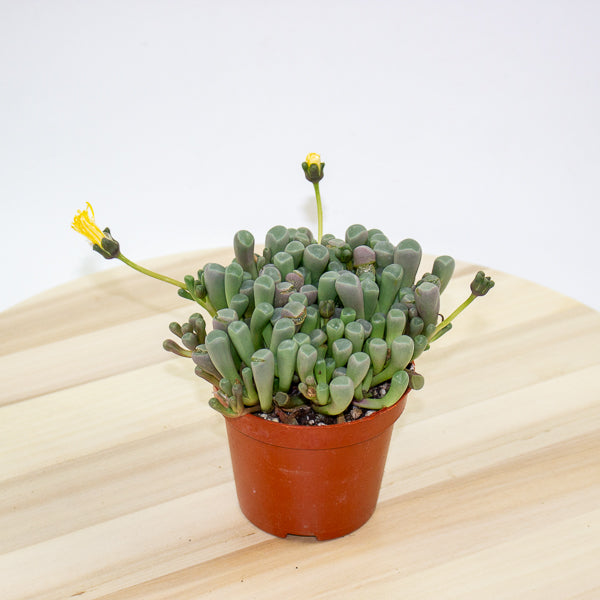 Fenestraria Rhopalophylla 'Baby Toes' 8.5cm H10cm