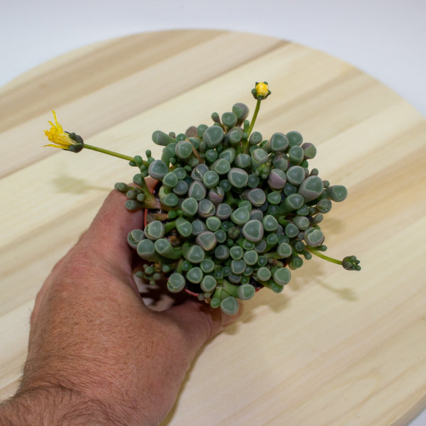 Fenestraria Rhopalophylla 'Baby Toes' 8.5cm H10cm
