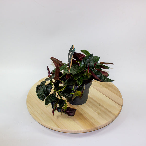 Syngonium Red Arrow 12cm H25cm