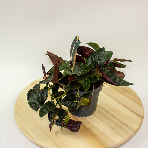 Syngonium Red Arrow 12cm H25cm