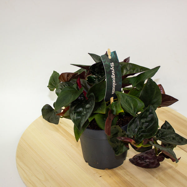 Syngonium Red Arrow 12cm H25cm