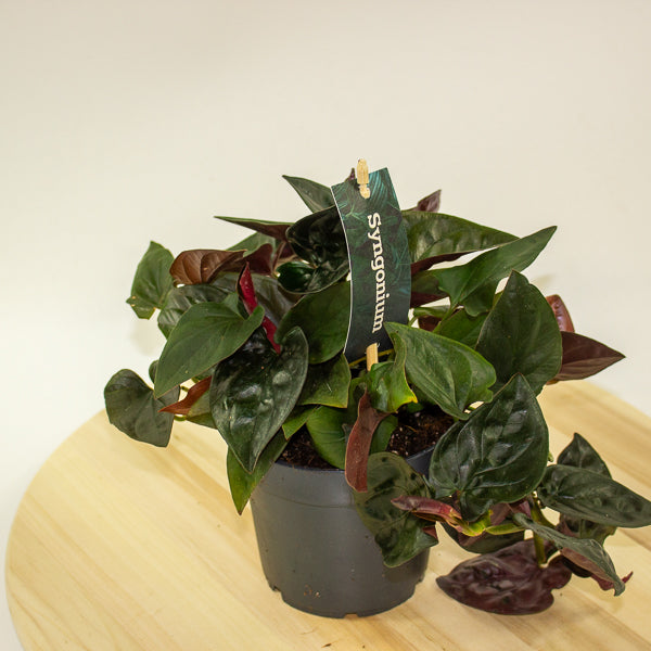 Syngonium Red Arrow 12cm H25cm
