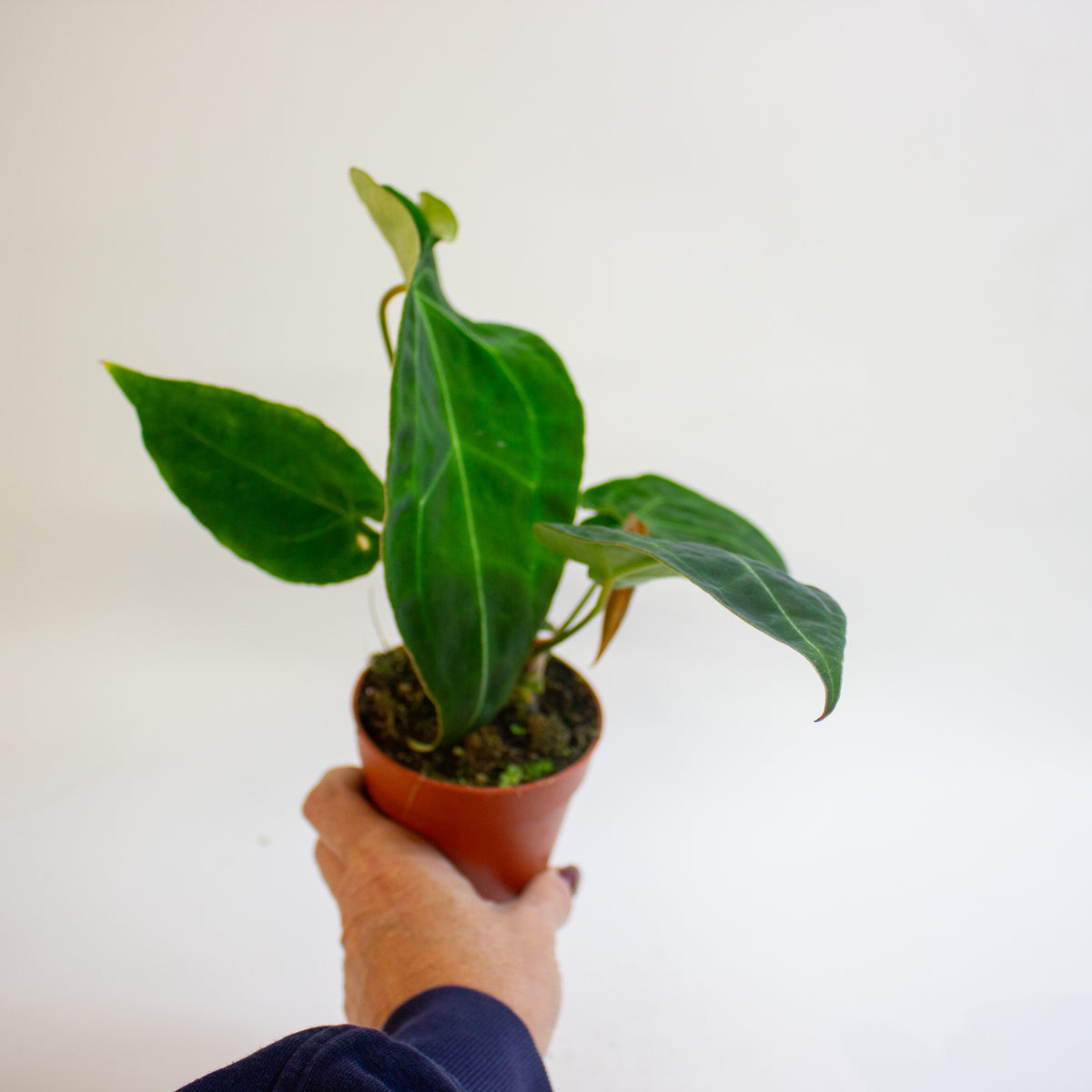 Anthurium Red Spider x forgetii 9cm H25 - 35cm