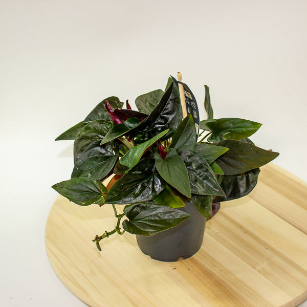Syngonium Red Arrow 12cm H25cm
