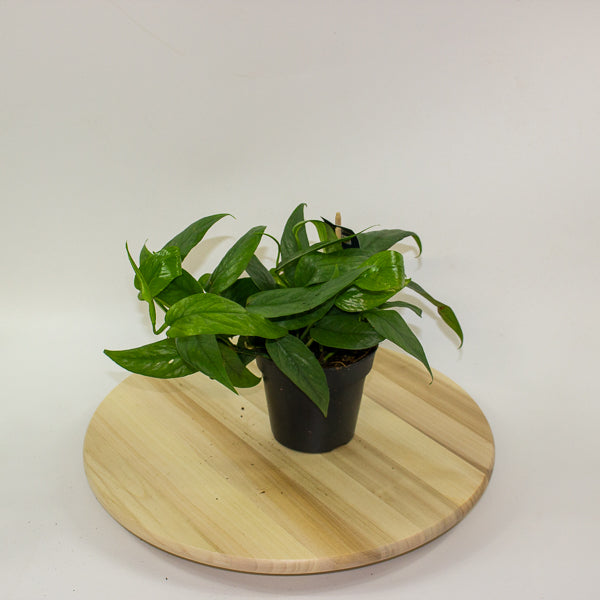 Epipremnum Pinnatum cebu Blue 12cm H20cm