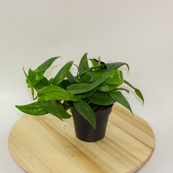 Epipremnum Pinnatum cebu Blue 12cm H20cm