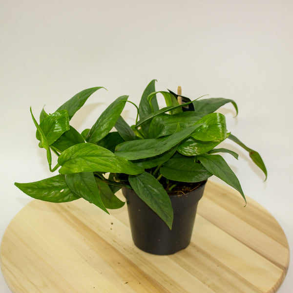Epipremnum Pinnatum cebu Blue 12cm H20cm