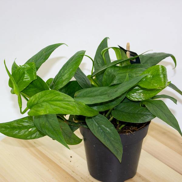 Epipremnum Pinnatum cebu Blue 12cm H20cm
