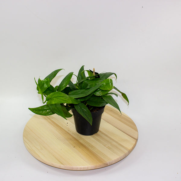Epipremnum Pinnatum cebu Blue 12cm H20cm