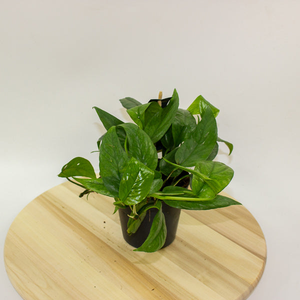 Epipremnum Pinnatum cebu Blue 12cm H20cm