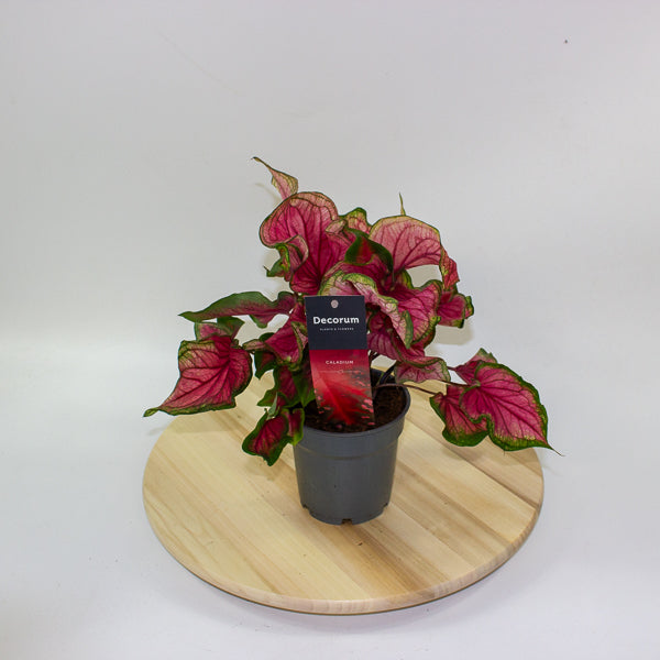 Caladium 12cm H25cm