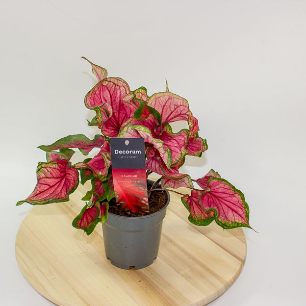 Caladium 12cm H25cm