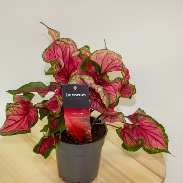 Caladium 12cm H25cm