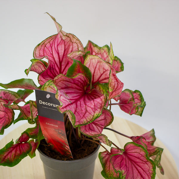 Caladium 12cm H25cm