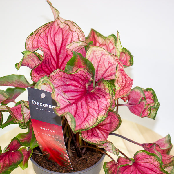 Caladium 12cm H25cm