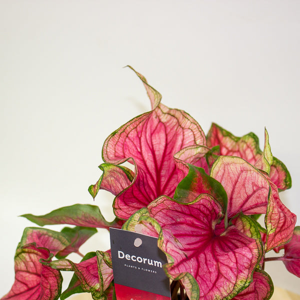 Caladium 12cm H25cm