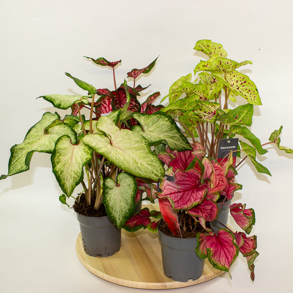 Caladium 12cm H25cm
