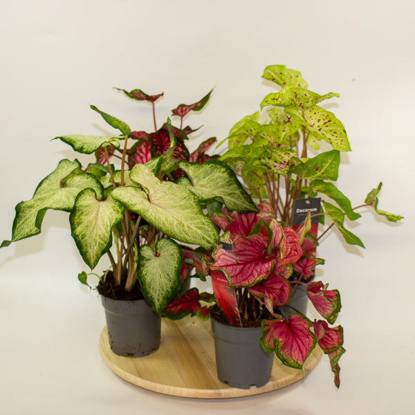 Caladium 12cm H25cm