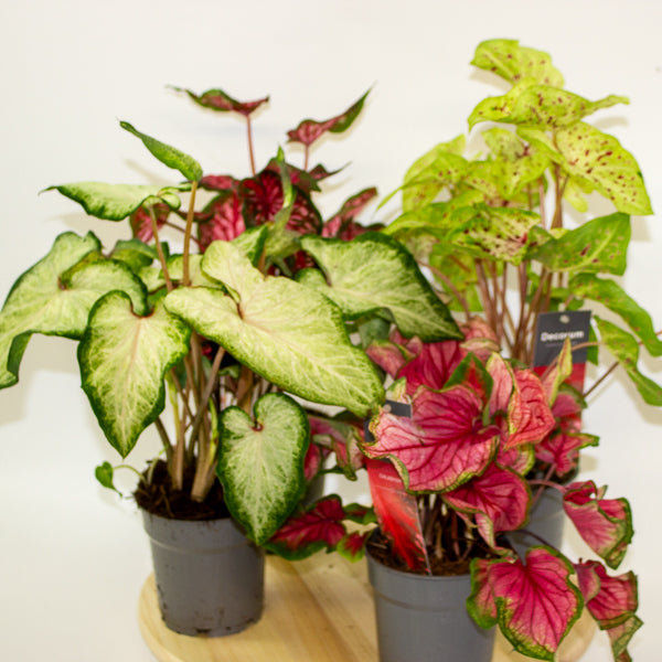 Caladium 12cm H25cm