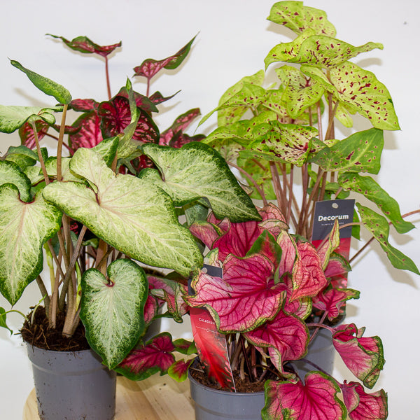 Caladium 12cm H25cm