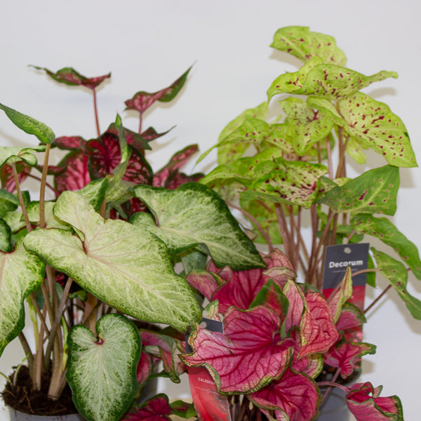 Caladium 12cm H25cm