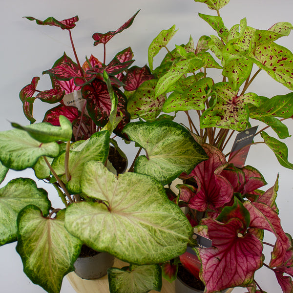 Caladium 12cm H25cm