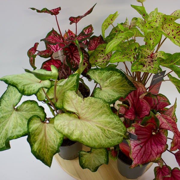Caladium 12cm H25cm