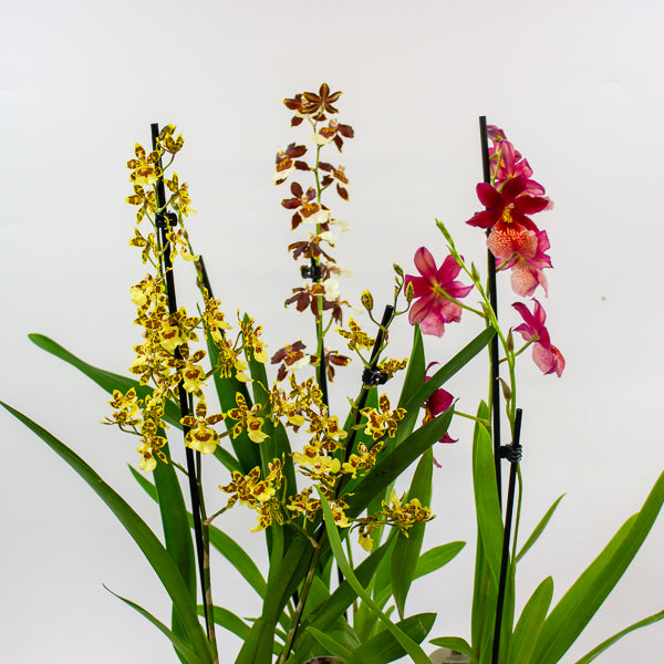 Cambria Orchid - Finished current flowers so reduced! 12cm H60cm