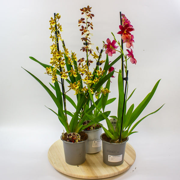 Cambria Orchid - Finished current flowers so reduced! 12cm H60cm