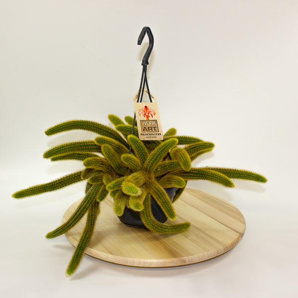 Cleistocactus Winteri 'Golden Rats Tail' 14cm H35cm