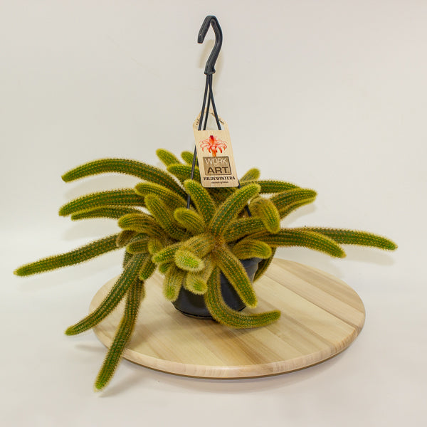 Cleistocactus Winteri 'Golden Rats Tail' 14cm H35cm