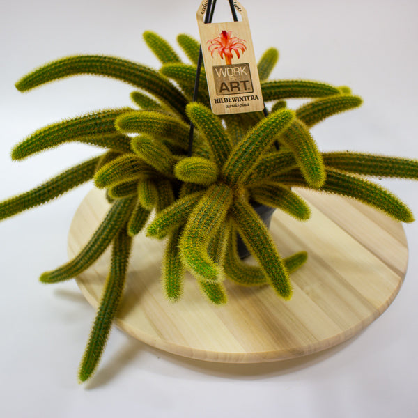 Cleistocactus Winteri 'Golden Rats Tail' 14cm H35cm