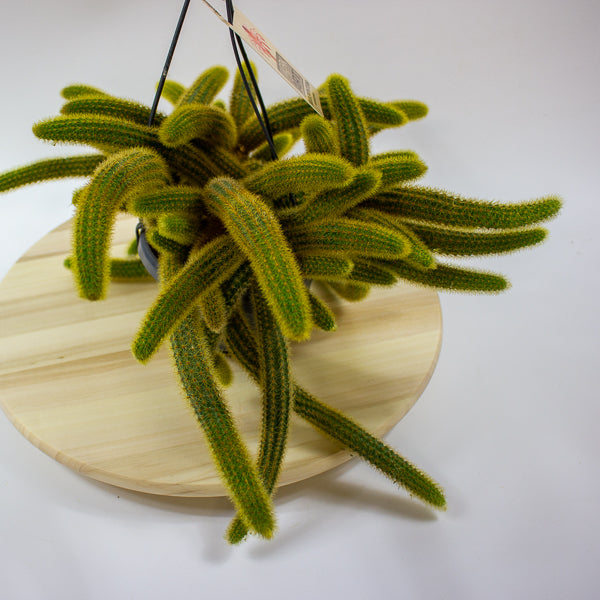 Cleistocactus Winteri 'Golden Rats Tail' 14cm H35cm
