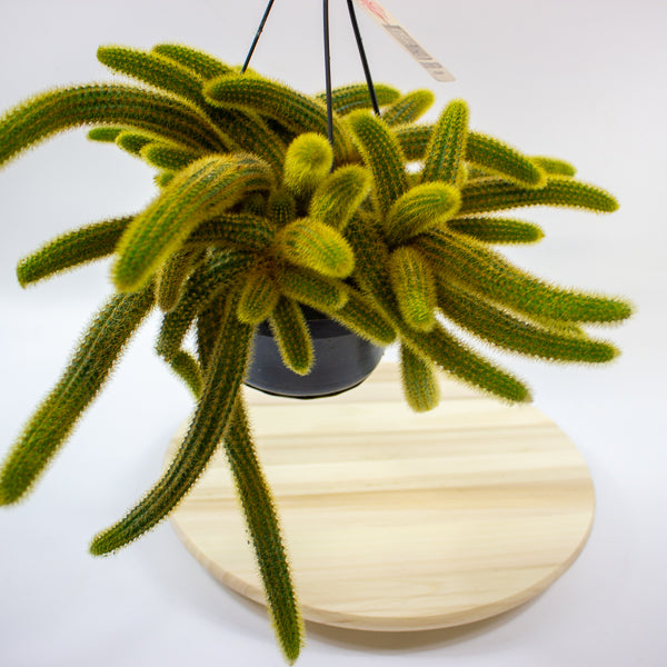 Cleistocactus Winteri 'Golden Rats Tail' 14cm H35cm